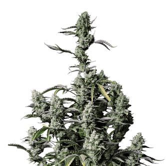 Gorilla Zkittlez Auto (FastBuds) feminiserede cannabisfr&oslash;