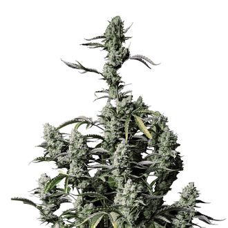 Gorilla Zkittlez Auto (FastBuds) Feminiserede