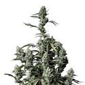 Gorilla Zkittlez Auto (FastBuds) Feminiserede