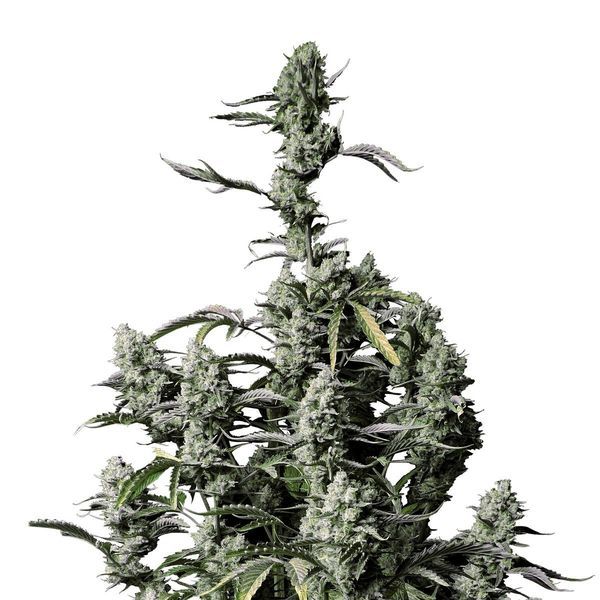 Gorilla Zkittlez Auto (FastBuds) Feminiserede