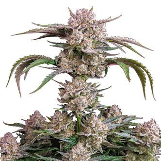 Strawberry Gorilla Auto (FastBuds) feminiserede