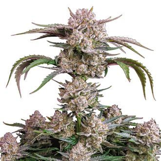 Strawberry Gorilla Auto (FastBuds) Feminiserede