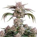 Strawberry Gorilla Auto (FastBuds) Feminiserede