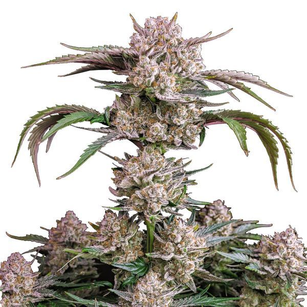 Strawberry Gorilla Auto (FastBuds) Feminiserede