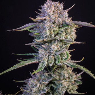 Strawberry Gorilla Auto (FastBuds) Feminiserede
