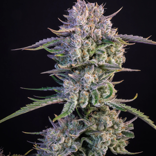 Strawberry Gorilla Auto (FastBuds) Feminiserede