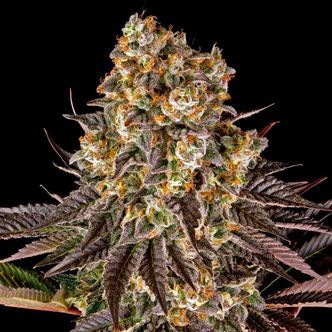 Gelato 45 (Barney's Farm) feminiserede cannabisfr&oslash;