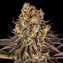 Gelato 45 (Barney's Farm) Feminiserede