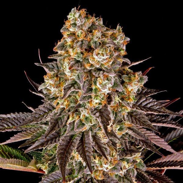 Gelato 45 (Barney's Farm) Feminiserede