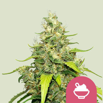 Blue Gelato (Royal Queen Seeds) feminiserede cannabisfr&oslash;