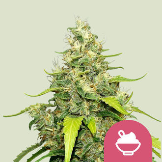 Blue Gelato (Royal Queen Seeds) Feminiserede