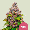 Watermelon (Royal Queen Seeds) Feminiserede