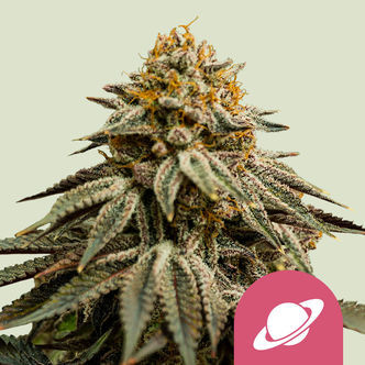 Royal Skywalker (Royal Queen Seeds) feminiserede cannabisfr&oslash;