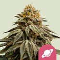 Royal Skywalker (Royal Queen Seeds) Feminiserede
