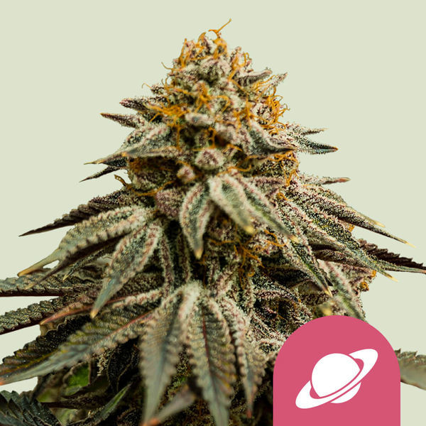 Royal Skywalker (Royal Queen Seeds) Feminiserede
