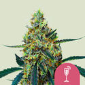 Mimosa (Royal Queen Seeds) Feminiserede