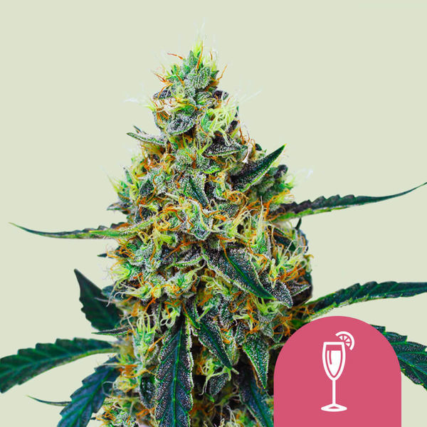 Mimosa (Royal Queen Seeds) Feminiserede