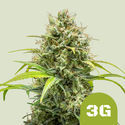 Triple G Autoflower (Royal Queen Seeds) Feminiserede