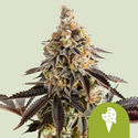Cookies Gelato Autoflower (Royal Queen Seeds) Feminiserede