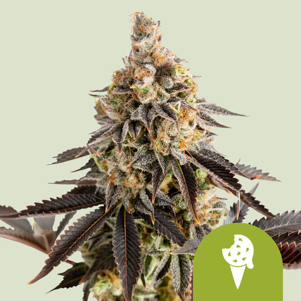 Cookies Gelato Autoflower (Royal Queen Seeds) Feminiserede