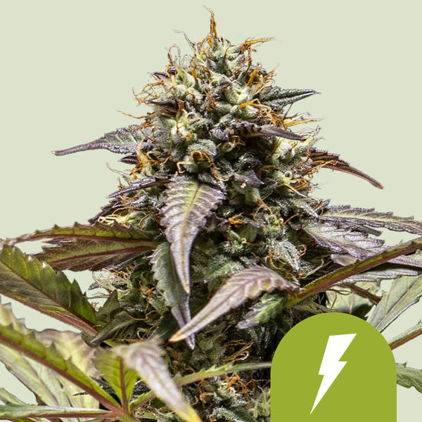 North Thunderfuck Autoflower (Royal Queen Seeds) Feminiserede
