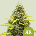 Royal Runtz Autoflower (Royal Queen Seeds) Feminiserede