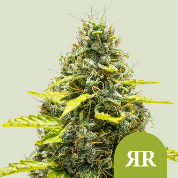 Royal Runtz Autoflower (Royal Queen Seeds) Feminiserede
