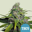 Royal THCV (Royal Queen Seeds) Feminiserede