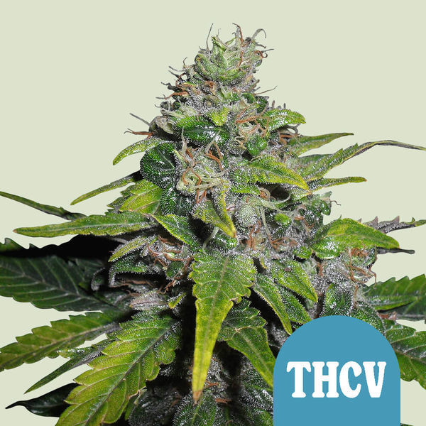 Royal THCV (Royal Queen Seeds) Feminiserede