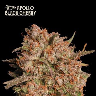 Apollo Black Cherry Auto (Seedstockers) Feminiserede