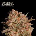 Apollo Black Cherry Auto (Seedstockers) Feminiserede