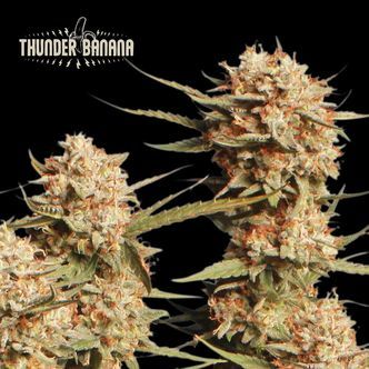 Thunder Banana Auto (Seedstockers Superior) feminiserede cannabisfr&oslash;