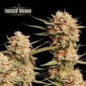 Thunder Banana Auto (Seedstockers) Feminiserede