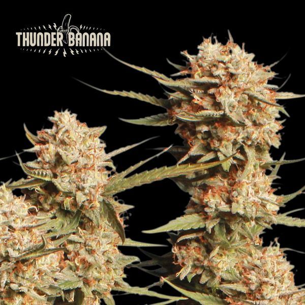 Thunder Banana Auto (Seedstockers) Feminiserede