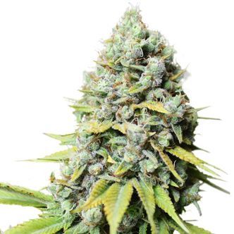 Kosher Haze (Super Sativa Seed Club) feminiserede