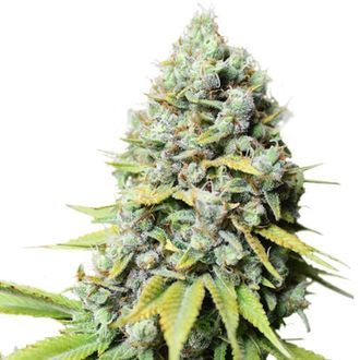 Kosher Haze (Super Sativa Seed Club) Feminiserede