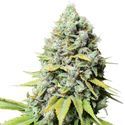Kosher Haze (Super Sativa Seed Club) Feminiserede