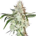 Lemon OG (Super Sativa Seed Club) Feminiserede