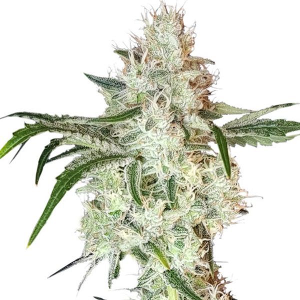 Lemon OG (Super Sativa Seed Club) Feminiserede
