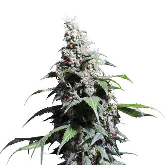 Pineapple Poison (Super Sativa Seed Club) feminiserede cannabisfr&oslash;