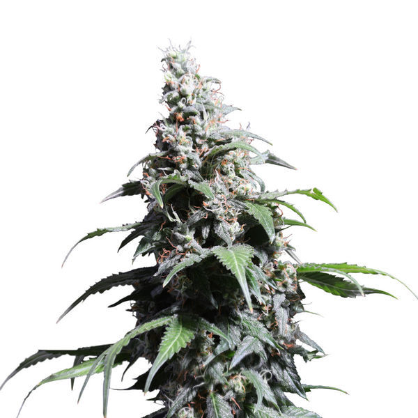 Pineapple Poison (Super Sativa Seed Club) Feminiserede