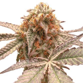 Purple OG Punch (Super Sativa Seed Club) feminiserede cannabisfr&oslash;