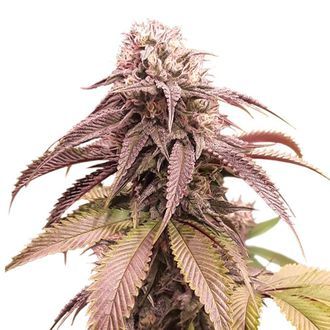 Strawberry Cookies (Super Sativa Seed Club) Feminiserede