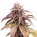 Strawberry Cookies (Super Sativa Seed Club) Feminiserede