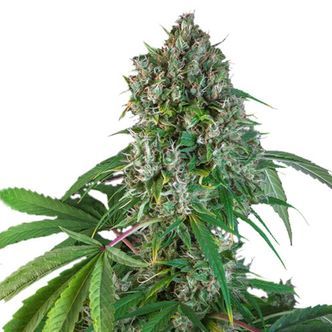 Karel's Herer Haze (Super Sativa Seed Club) regul&aelig;r
