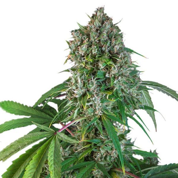 Karel's Herer Haze (Super Sativa Seed Club) regulær