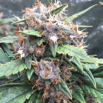 Red Banana Berry (Growers Choice) feminiserede cannabisfr&oslash;