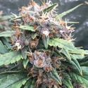 Red Banana Berry (Growers Choice) Feminiserede