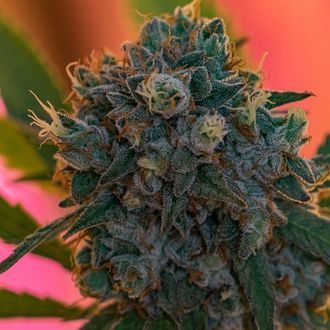 Naranja Biscotti Fast Version (Growers Choice) Feminiserede