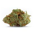 Naranja Biscotti Fast Version (Growers Choice) Feminiserede